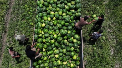 Adana karpuzunun kilogram fiyatı tarlada 7 liraya düştü