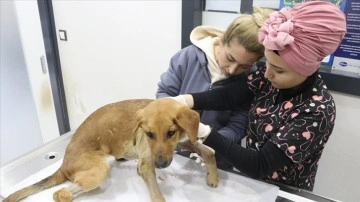 Afetzede veterinerler enkazdan kurtarılan "can dostları" gönüllü tedavi ediyor