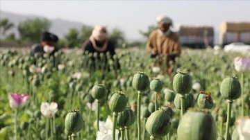 Afganistan'da çiftçiler, haşhaş ekiminden vazgeçmek için alternatif ürün istiyor