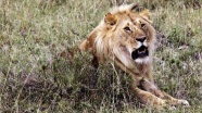 Afrika&#039;da aslan nüfusu tehlike altında