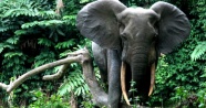 Afrika fil nüfusu 415 bine geriledi