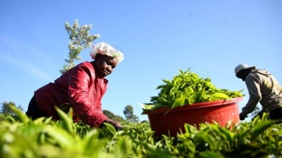 Afrika'nın geleneksel &ccedil;ay k&uuml;lt&uuml;r&uuml; ekonomik değer kazanıyor