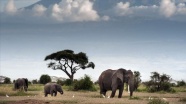 Afrika'nın güneyinde fil avlama yasağının kaldırılması gündemde