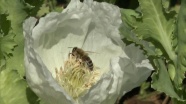 Afyonkarahisar'da arıcıların gözdesi haşhaş poleni
