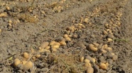 Afyonkarahisar'da kışlık patates fiyatı üreticinin yüzünü güldürüyor