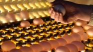 Afyonkarahisar&#039;daki yumurta üreticileri İsrail pazarına da yöneldi