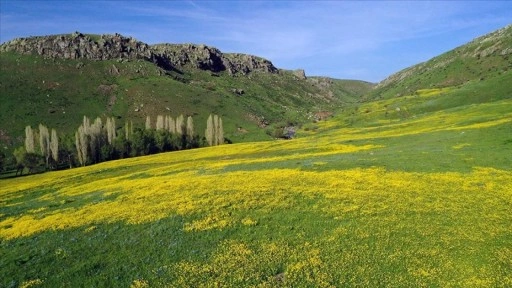 Ağrı'da baharın gelişiyle dağlarda rengarenk çiçekler açtı