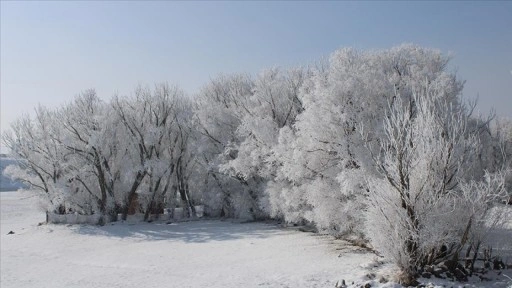 Ağrı'da soğuk havanın etkisiyle ağaçlar kırağı tuttu