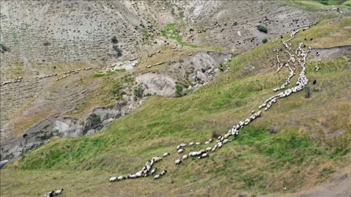 Ağrı'da yaylaları şenlendiren koyunların sağımını erkekler yapıyor