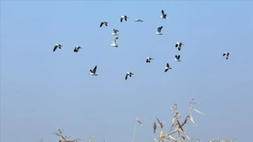 Ağrı Dağı Karasu Sulak Alanı'nda kışın 38 kuş türünün yaşadığı belirlendi