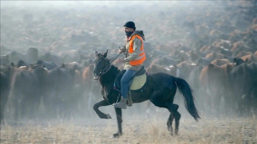 "Ağrı Dağı'nın kovboyları" eğittikleri yılkı atlarıyla sürüleri kontrol ediyor