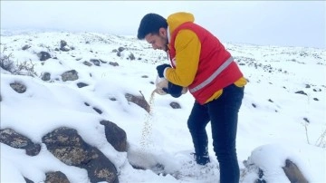 Ağrı Dağı'nın karla kaplı eteklerine yaban hayvanları için buğday bırakıldı