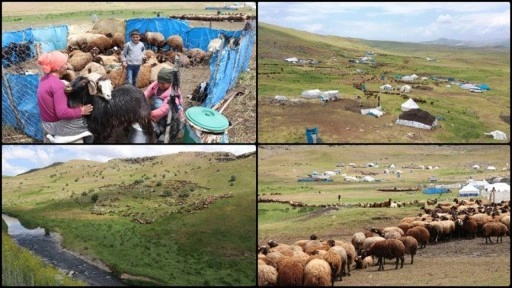 Ağrı'daki 371 yaylaya yerleşen göçer aileler yazı çadırlarda geçiriyor