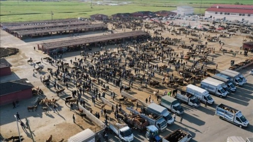 Ağrı Hayvan Borsası'nda kurbanlık hareketliliği başladı