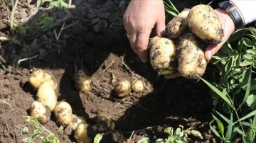 Ağrı'da devlet desteğiyle patates eken çiftçiler yüksek verim bekliyor