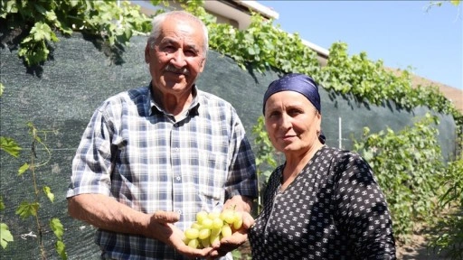 Ahıska Türkü çift, Ukrayna'dan getirdiği fidanlarla Erzincan'da 70 çeşit üzüm yetiştiriyor