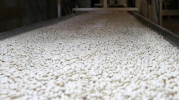 Ahlat, kuru fasulye üretimiyle hem ekonomiye hem istihdama katkı sağlıyor