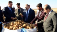 Ahlat'ta 20 bin ton sertifikalı patates tohumu üretildi