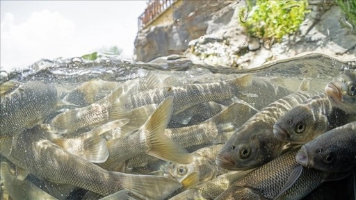 Akarsulara göç eden inci kefalinin yolculuğu su altı kamerasında