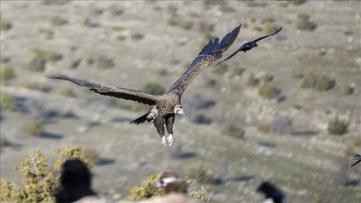 Akbabaların izi Bolu'daki istasyonda s&uuml;r&uuml;l&uuml;yor