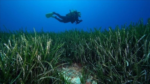 "Akdeniz'in akciğerleri" deniz çayırları görüntülendi
