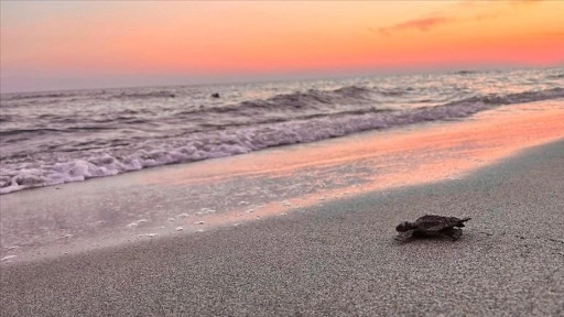 Akdeniz'in incisi Patara eylem planı ile korunacak
