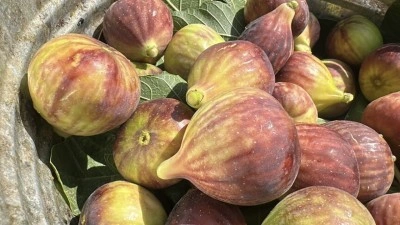 Akdenizli ihracat&ccedil;ılar temmuzda 92,6 milyon dolarlık yaş meyve ve sebze ihra&ccedil; etti