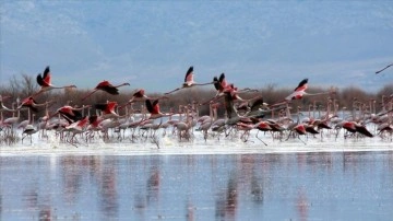 Akgöl sazlıkları göçmen kuşlar için "güvenli liman" özelliğini koruyor