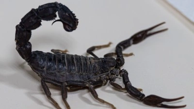 Akrep zehri laboratuvarda hayat kurtaran seruma d&ouml;n&uuml;ş&uuml;yor