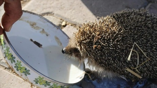 Aksaray'da bir çiftçi her sabah ahırına gelen kirpiyi sütle besliyor
