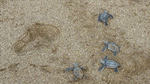 Alanya'da caretta caretta yavrularının denizle buluşma yolculuğu görüntülendi