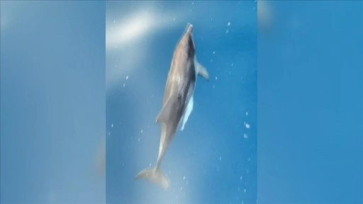 Alanya'da tur teknesine eşlik eden yunuslar görüntülendi
