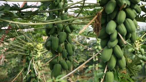 Alanya'da üretilen tropikal papaya meyvesi yurt dışından talep görüyor