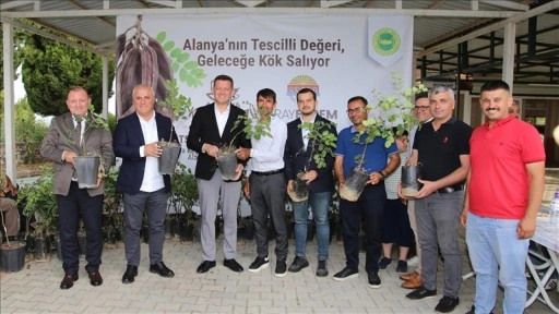 "Alanya keçiboynuzu" coğrafi işaretle tescillendi