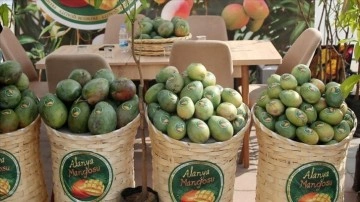 Alanya Tropikal Meyve Festivali başladı