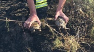 Alevlerin arasında kalan kaplumbağaları ekipler kurtardı