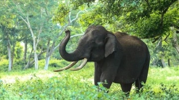 Almanya, Botsvana'nın "20 bin fil gönderme" tehdidine cevap verdi