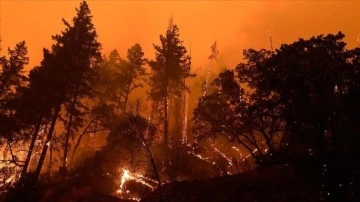 Almanya-Çekya sınırındaki orman yangını yayılmaya devam ediyor