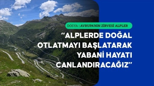 Alplerde otlatmanın yeniden başlatılması daha diren&ccedil;li ekosistemler sağlayabilir