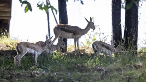 Altınköy Açık Hava Müzesi'nde üç ceylan yavrusu dünyaya geldi
