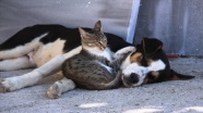 Amasya&#039;da kedi ile köpeğin dostluğu görenlerin dikkatini çekiyor