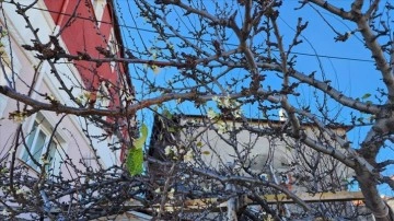 Amasya'da kayısı ağacı aralık ayında çiçek açtı