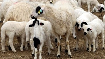 Amasya'da süt kuzuları anneleriyle buluştu