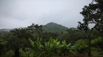 Amazon ormanları her yıl 15 milyondan fazla hastalık vakasını önlüyor