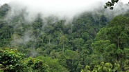 Amazonlarda insan yerleşimine dair yeni bilgiler ortaya çıktı