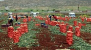Amik Ovası&#039;nda turfanda soğan hasadı başladı
