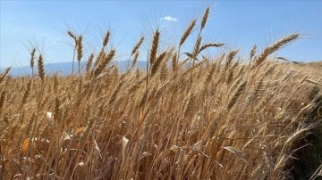 Amik Ovası'nda hasadı süren buğdaydan 245 bin ton rekolte bekleniyor