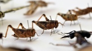 Anadolu'da 20 yeni böcek türü bulundu