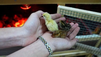 Anadolu lisesi &ouml;ğrencileri mantar ve bıldırcın &uuml;retimiyle hem &ouml;ğreniyor hem para kazanıyor