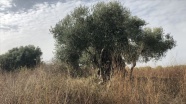 Anadolu medeniyetlerini doyuran zeytin ağacı koruma altına alındı